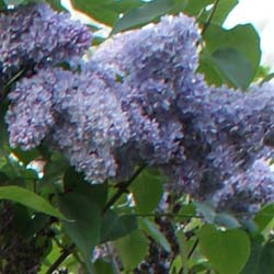 Lilas commun bleu